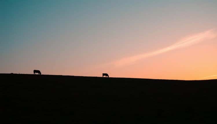 Horse-With-No-Name-Chords